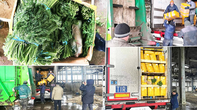 Un lot de 15 tone de mărar de import a fost distrus sub supravegherea inspectorilor ANSA

