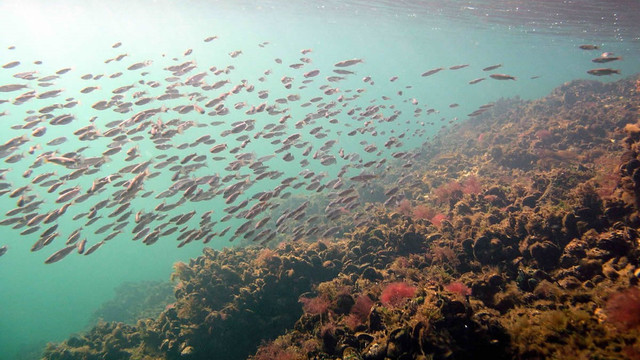 Republica Moldova a ratificat Acordul privind conservarea biodiversității marine la nivel global

