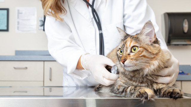Guvernul a aprobat noi reguli pentru utilizarea medicamentelor veterinare