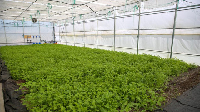 Fermierii pot obține granturi pentru modernizarea exploatațiilor agricole
