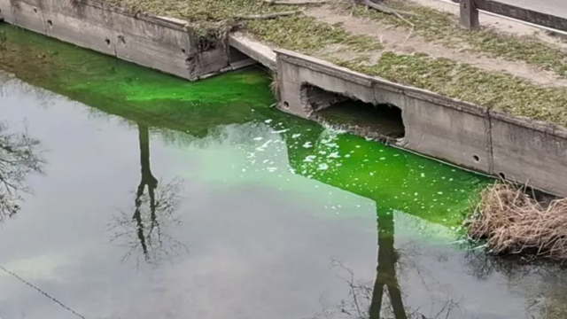 Clarificările Inspectoratului pentru Protecția Mediului: de ce a devenit verde apa râului Bâc?

