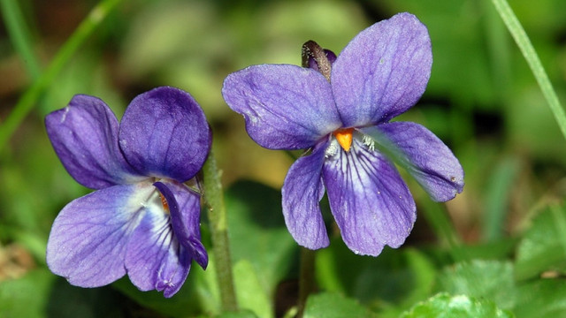 Ce nume se sărbătoresc de Florii. Lista prenumelor care își serbează onomastica pe 5 aprilie