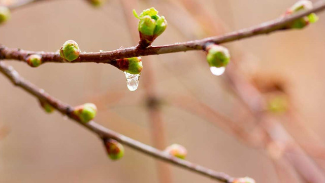 Meteorologii au emis Cod galben de îngheț, valabil în nordul R. Moldova