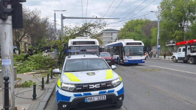 O creangă a căzut peste un troleibuz în Chișinău. Mai multe rute de troleibuz, redirecționate