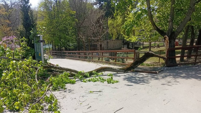 Un copac a căzut peste un copil la Grădina Zoologică din Chișinău. Minorul, transportat în stare gravă la spital 