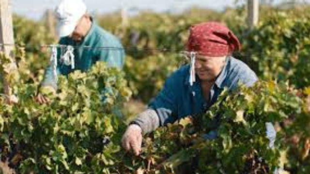 Zilierii vor primi vouchere digitale și stagiu de muncă în agricultură

