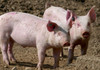 Carantină într-o localitate din Cahul după depistarea unui caz de pestă porcină
