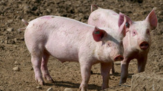 Carantină într-o localitate din Cahul după depistarea unui caz de pestă porcină
