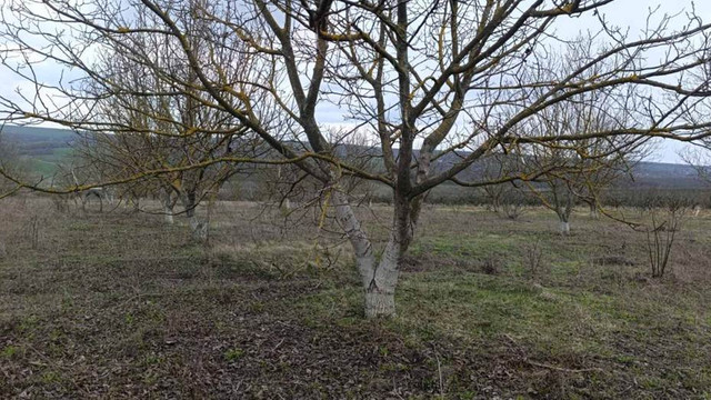 Managementul ecologic al solului reduce stresul pomilor de nuc și previne compactarea în plantațiile din R. Moldova

