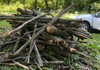 Tăieri ilegale de arbori depistate de inspectorii de mediu din Strășeni
