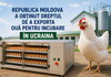Republica Moldova va putea exporta ouă pentru incubare în Ucraina
