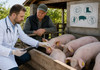 ANSA lansează un nou concept de gestionare a pestei porcine africane: Medicii veterinari vor vizita gospodăriile pentru a evalua situația

