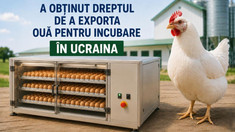 Republica Moldova va putea exporta ouă pentru incubare în Ucraina
