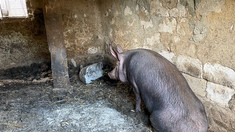 Focare de pestă porcină africană la Vadul lui Isac. Au fost instituite restricții
