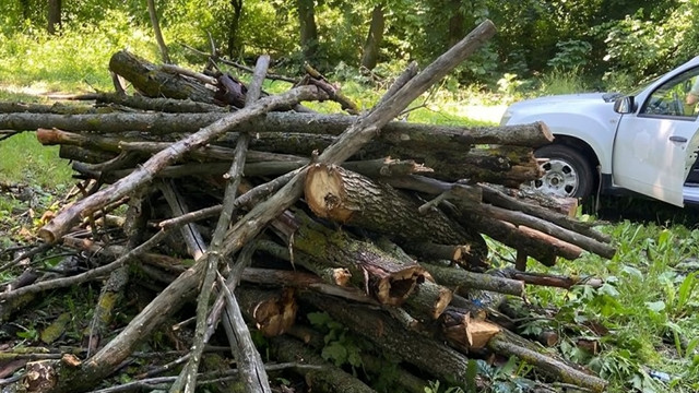 Tăieri ilegale de arbori depistate de inspectorii de mediu din Strășeni

