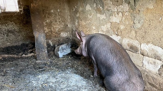 Focare de pestă porcină africană la Vadul lui Isac. Au fost instituite restricții
