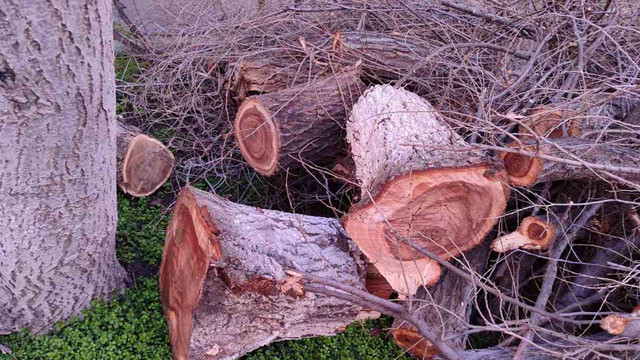 Amenzi de zeci de mii de lei în raionul Florești pentru arderi ilegale de deșeuri vegetale
