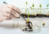 ONG-urile de mediu și agricultură cer retragerea proiectului privind organismele modificate genetic
