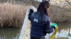 Braconaj, tăieri ilegale și amenzi: IPM a intensificat controalele în R. Moldova
