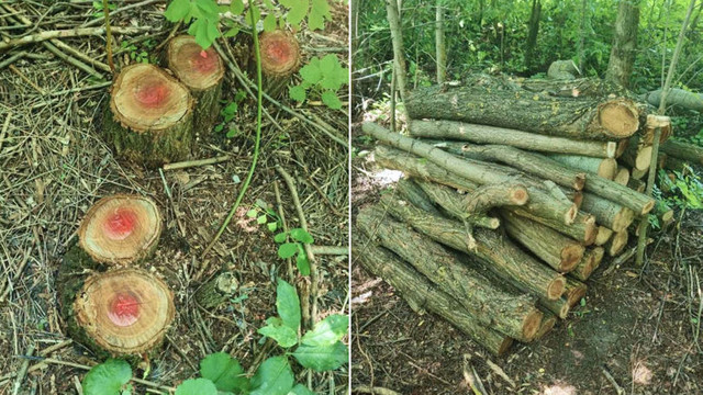 Peste 90 de arbori, tăiați ilegal la Dondușeni. Inspectorii, pe urmele făptașilor
