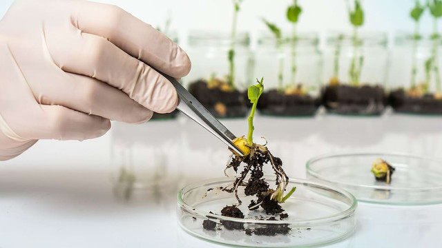 ONG-urile de mediu și agricultură cer retragerea proiectului privind organismele modificate genetic
