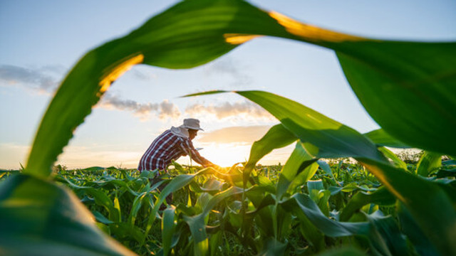 În R. Moldova va activa Școala Organică a Fermierilor pentru a sprijini producătorii agricoli în tranziția către culturi ecologice

